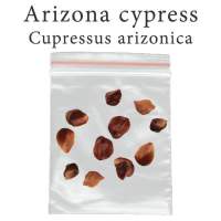 เมล็ดสน Cupressus arizonica 500 มิลลิกรัม Arizona cypress สนบลูไอซ์ อะริโซนา บอนไซ