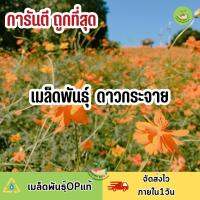 ถูกที่สุด เมล็ดพันธุ์ ดาวกระจายสูงคละสี