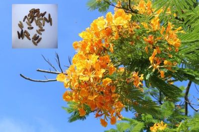 เมล็ดพันธุ์ หางนกยูงฝรั่ง 30 เมล็ด สีเหลือง Flame Tree, Flamboyant, Royal Poinciana