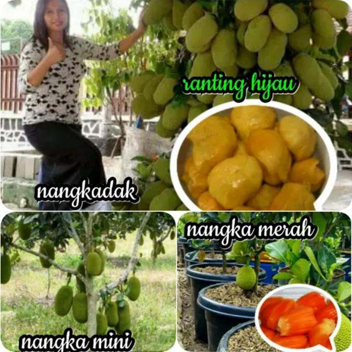 PAKET 3 JENIS BIBIT BUAH NANGKA (NANGKA MERAH, NANGKADAK, NANGKA ...