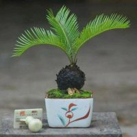 หัวหน่อ ปรงญี่ปุ่น Cycas siamensis ขนาดจิ๋ว 10-15 เซนติเมตร ขนาดเล็ก หายาก ส่วนใหญ่จึงนิยมปลูกปรงเป็นไม้ประดับ รวมถึงนำใบไปใช้ตกแต่งในงานพิธีต่าง ๆ แต่ก็ไม่ใช่แค่นั้น เพราะเมล็ดของปรงยังนำไปสกัดเพื่อใช้เป็นแป้งสาคูทำขนมได้ด้วย