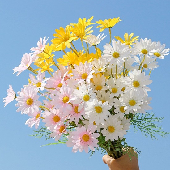 50 Hình nền Cúc Họa Mi đẹp nhất | Hoa cúc, Hình nền, Nhiếp ảnh ngoài trời