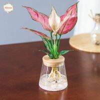 ☁♣♞ AHOUR Little Fresh Home Decor Fashion Garden Supplies Hydroponic Flowerpot Imitation Glass Resin Material Transparent for Indoor/Outdoor Round Aquatic Plant Flower Planter