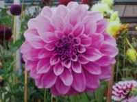 1 หัว/ออเดอร์ รักเร่ Dahlia Bulb สายพันธุ์ Cosmo Polly หัวรักเร่ ดอกไม้ หัวหน่อ นำเข้า เหง้า เนเธอร์แลน หัวสดใหม่