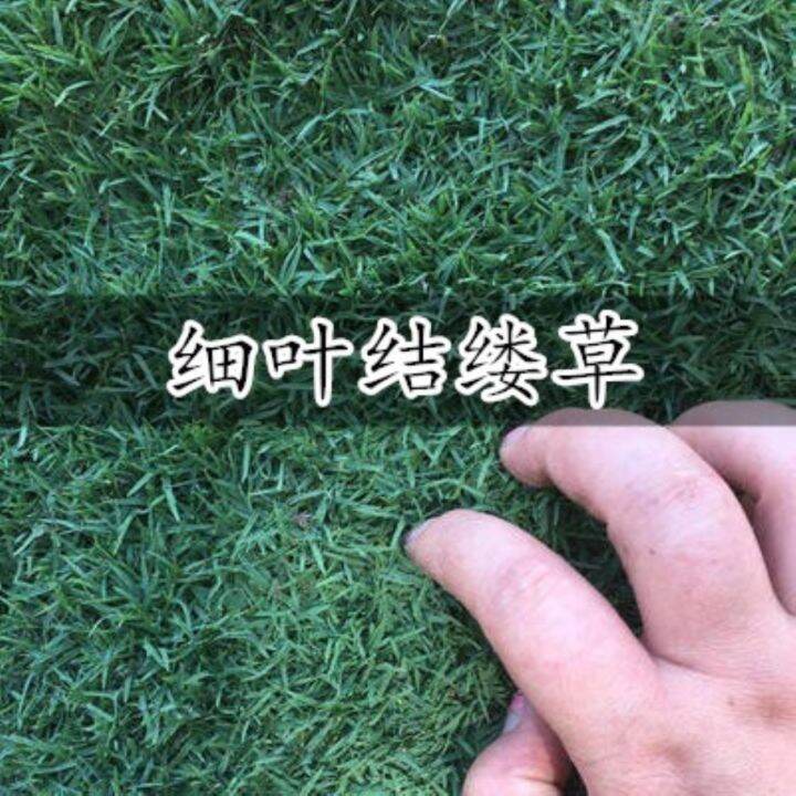 Lawn Seeds Zoysia Grass Seeds Zoysia Grass Seeds Japanese Zoysia Seeds
