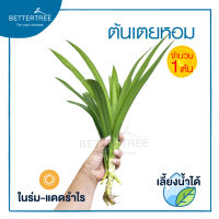 เตยหอม ( จำนวน 1ช่อ) เลี้ยงน้ำได้ ต้นไม้ฟอกอากาศ ต้นไม้ plant เตย