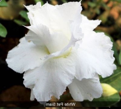 10 เมล็ด เมล็ดพันธุ์ ชวนชม สายพันธุ์ไต้หวัน สีขาว Adenium Seeds กุหลาบทะเลทราย Bonsai Desert Rose ราชินีบอนไซ มีคู่มือปลูก นำเข้าจากไต้หวัน