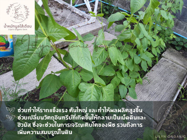 น้ำหมักมูลไส้เดือนสด-พิเศษสูตรเข้มข้น-lilyns-organic-farm-1ลิตร