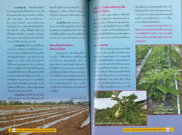 หนังสือการเกษตร-แนวทางและแบบอย่างการเพาะปลูก-สารพัด-มะเขือทำเงิน