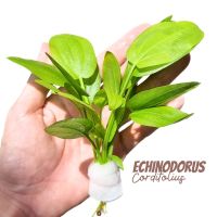 อเมซอนใบพาย เลือกขนาดได้ สำหรับตู้ไม้น้ำ บ่อบัว อ่างปลา จัดสวน - Echinodorus cordifolius 3 sizes ต้นไม้น้ำ