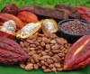 Giá dùng thử -bột cacao nguyên chất  2 kg 4 hộp  bột cacao nguyên chất từ - ảnh sản phẩm 5