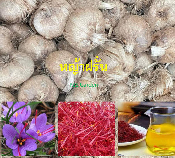 หัว-หญ้าฝรั่น-saffron-crocus-พืชสมุนไพร-ของแท้-นำเข้าจากต่างประเทศ-ราคาต่อหัว