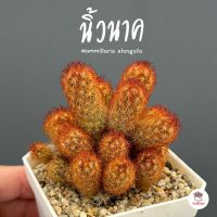 นิ้วนาค กระถาง 3นิ้ว Mammillaria elongata แคคตัส กระบองเพชร cactus&amp;succulent