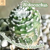 [โนโตสโคป้ามอนเตอร์คริส] Notocactus Scopa Montrous Cristata ส่งพร้อมกระถาง แคคตัส Cactus Succulent Haworthia Euphorbia ไม้หายาก พืชอวบน้ำ ไม้หนาม ไม้ทะเลทราย กระบองเพชร