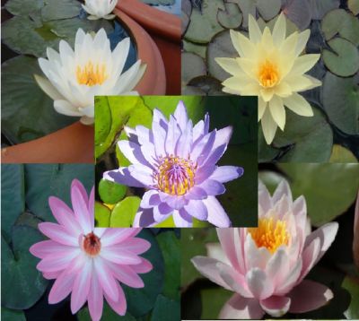 100 เมล็ด เมล็ดบัว คละสี นำเข้า บัวนอก สายพันธุ์ของแท้ 100% เมล็ดบัว ดอกบัว ปลูกบัว เม็ดบัว ปลูกในโหลแก้วได้ อัตรางอก 85-90%Lotus Waterlily Nymphaea Seed