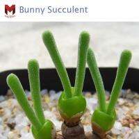 เมล็ดพันธุ์Succulents หูกระต่าย (100เมล็ด)