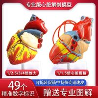 1:1 standard human heart model anatomical removable teaching model simulation model of natural big heart medicine