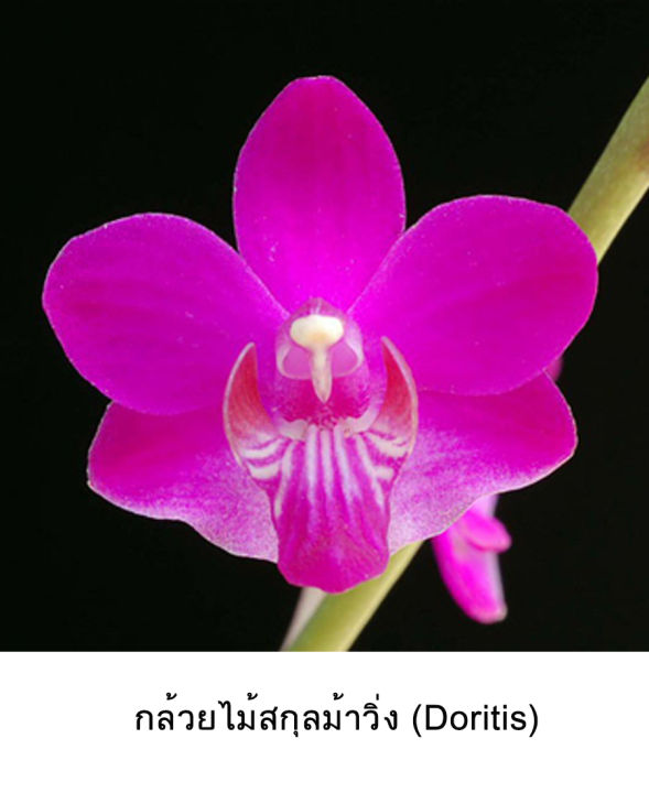 royal-orchid-จี้พร้อมสร้อย-สร้อยกล้วยไม้-จี้กล้วยไม้-สร้อยดอกไม้-จี้ดอกไม้