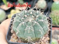 แคคตัส (Cactus) หรือ ต้นกระบองเพชร (ยิมโนอ๊อคโช) กระถาง 2 นิ้ว