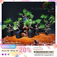 ( PRO+++ ) โปรแน่น.. สนดำจิ๋ว kuromutsu black pine mame bonsai ราคาสุดคุ้ม พรรณ ไม้ น้ำ พรรณ ไม้ ทุก ชนิด พรรณ ไม้ น้ำ สวยงาม พรรณ ไม้ มงคล