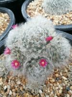 ??ขนแมวฟอร์มกอ ไซส์ใหญ่ ??Mammillaria bocasana ไม้เมล็ด ขนาด 10-12 ซม. ต้นกระบองเพชร ต้นแคคตัส (แคคตัส กระบองเพชร)