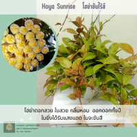 Hoya sunrise โฮย่าซันไร้ส์ ไม้แขวนประดับ ทนแดดได้ ดอกสีโอรส แถมฟรีลวดแขวน ส่งต้นติดดอก