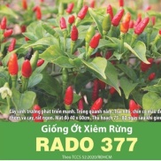 Giống ớt xiêm rừng Rd 0.2g