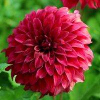 20 เมล็ดพันธุ์ รักเร่ Dahlia Seeds สายพันธุ์ SPARTACUS สีแดง รักเร่ รักแรกพบ ดอกไม้แห่งมิตรภาพ ความรักเริ่มต้น เพาะเลี้ยงง่าย ตั้งโต๊ะทำงาน