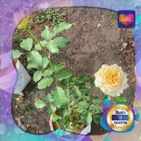 โปรแรง กุหลาบพุ้มตัดดอก ดอกหอม GOLDEN MUSTARD garden rose เก็บเงินปลายทาง