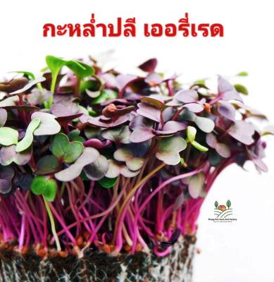 กะหล่ำเออลี่เรด Early Red Cabbage Seed เมล็ดพันธุ์กะหล่ำปลีม่วง สำหรับปลูกกินต้นอ่อน For Cabbage Sprouts บรรรจุ 30 เมล็ด 10 บาท