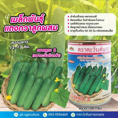 เมล็ดพันธุ์แตงกวาทองคูณ 2 (ตราตะวันต้นกล้า) ขนาด 100 กรัม