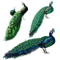 Three Ratels QCF161 Beautiful peacock wall sticker for home decoration toilet Decal Wall Stickers Decals