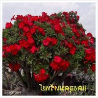 10 เมล็ด เมล็ดพันธุ์ ชวนชม สายพันธุ์ไต้หวัน ดอกสีแดง Adenium Seed กุหลาบทะเลทราย Desert Rose ราชินีบอนไซ อัตราการงอก 80-90% มีคู่มือปลูก