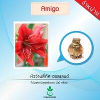 หัวว่านสี่ทิศฮอลแลนด์ เกรดส่งออก พันธุ์ Amigo 1 หัว Amaryllis bulb (Amigo) export grade 1 bulb from Dynamic seeds