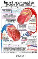 INTOP By OST Plastic Poster โปสเตอร์พลาสติก สื่อการเรียนรู้ Structure of Blood Vessels โครงสร้างของหลอดเลือด: 50x70 Cm #EP-296