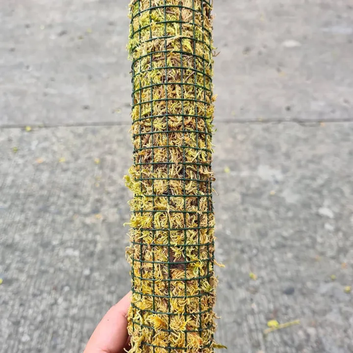 【Ready Stock】 Moss Pole with PVC by Mamu's Plants Lazada PH