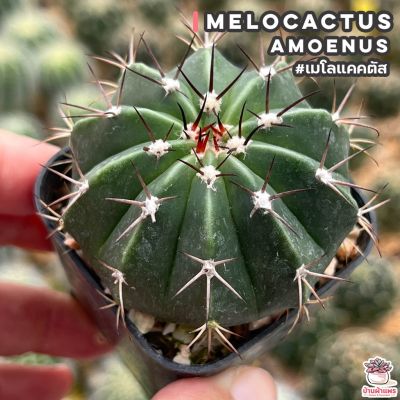 HOT** เมโลแคคตัส Melocactus Amoenus แคคตัส เพชร cactus&amp;succulent ส่งด่วน พรรณ ไม้ น้ำ พรรณ ไม้ ทุก ชนิด พรรณ ไม้ น้ำ สวยงาม พรรณ ไม้ มงคล