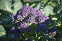 ?มาใหม่ เมล็ดเบบี้บล็อคโคลี่สีม่วง - Purple Sprouting Broccoli 100 เมล็ด