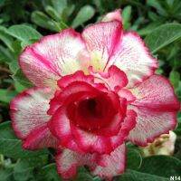 11 เมล็ด เมล็ดพันธุ์ Home Seed  ชวนชม สายพันธุ์ไต้หวัน ดอกซ้อน Adenium Seeds กุหลาบทะเลทราย Desert Rose ราชินีบอนไซ อัตรางอกสูง 80-90% มีคู่มือปลูก