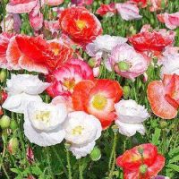 เมล็ดพันธุ์ Plant Seeds ดอกป๊อปปี้ Papaver rhoeas Shirley poppy 1000 เมล็ด เมล็ดพันธุ์นำเข้าจาก อังกฤษ