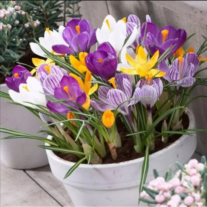 Crocus sativus saffron flower seeds Lazada PH