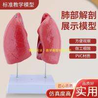 Human lung anatomical model lung respiratory lung segment model structure model 4 parts