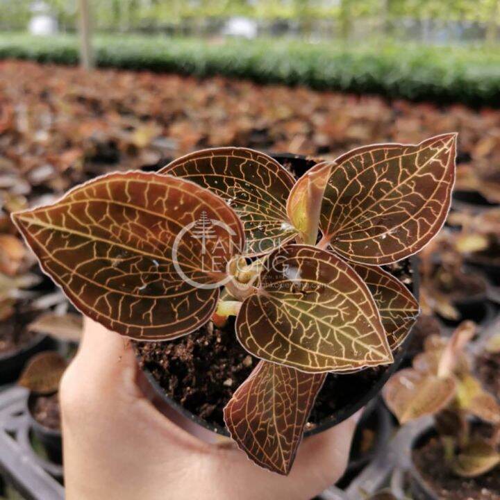 Tkl Anoectochilus Setaceus 金线莲 Lazada