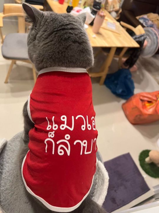 เสื้อหมา-เสื้อแมว-เบอร์-1-6-ลายน่ารัก-ลายขนส่ง-คำพูดโดนๆ-ลายฮิตๆ-แกสบี้-กระต่ายใส่ได้