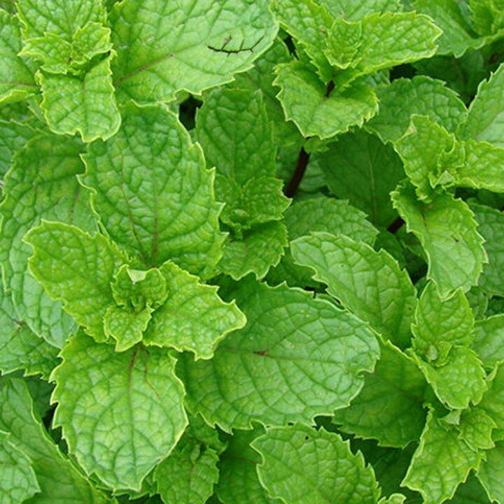 oshadhi-mint-spearmint-essential-oil-น้ำมันหอมระเหย-10-ml