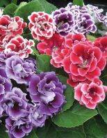 25 เมล็ดพันธุ์ เมล็ด กุหลาบนางฟ้า Gloxinia Seed อัตราการงอก 80-85%