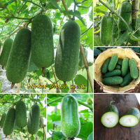 ปลูกง่าย ปลูกได้ทั่วไทย ของแท้ 100% 30pcs Mini Winter Melon Seeds Vegetable Seeds เมล็ดพันธุ์ผัก ผักออแกนิค ต้นไม้บอนไซ พันธุ์ผัก ต้นผลไม้ เมล็ดพันธุ์พืช เมล็ดผัก เมล็ดพันธุ์แท้ ปลูกผัก ผักสวนครัว ดอกไม้ปลูก ต้นไม้จิ๋วจริง เมล็ดบอนไซ Plants