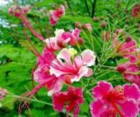 เมล็ดพันธุ์ 30 เมล็ด หางนกยูงฝรั่ง ดอกสีชมพู Flame Tree, Flamboyant, Royal Poinciana