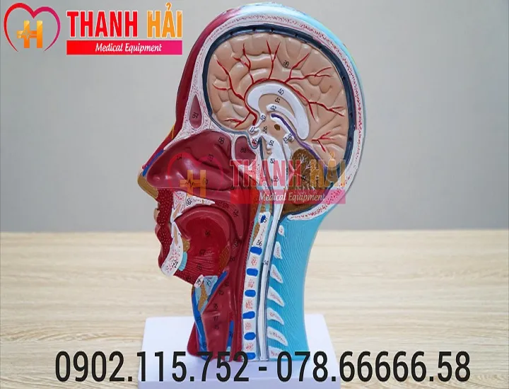 Chia sẻ hơn 75 về mô hình cơ đầu mặt cổ hay nhất  Tin học Đông Hòa