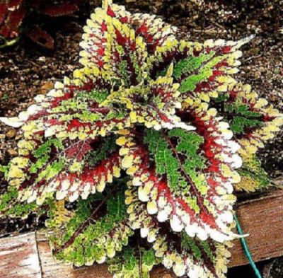 100 เมล็ดพันธุ์ เมล็ด ฤษีผสม  เป็นไม้พุ่มโตเร็ว ใบมีหลายสี Plectranthus scutellarioides (Coleus) Seeds อัตราการงอก 80-85%.